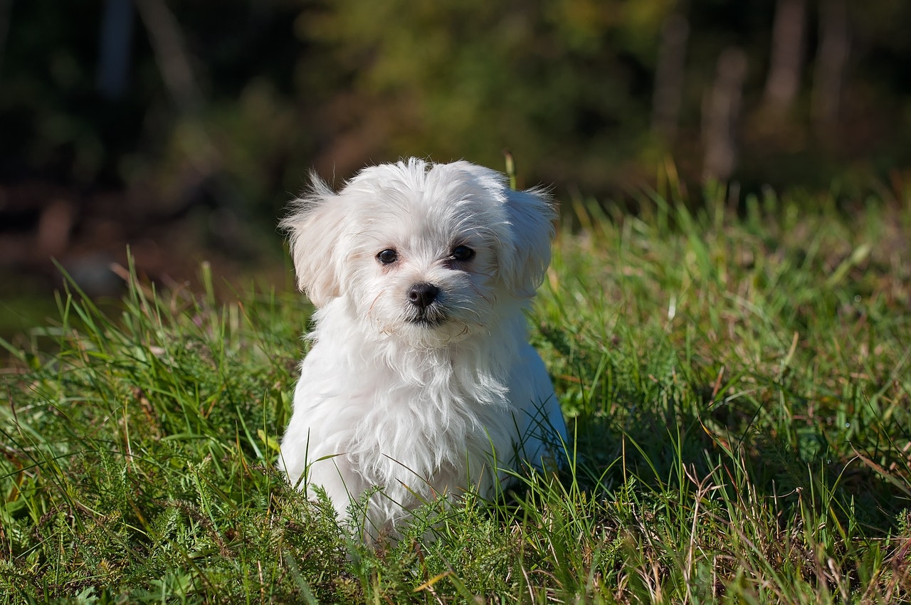 Doenças mais comuns em cachorros veja quais são, como tratar ou prevenir foto reprodução pexels2