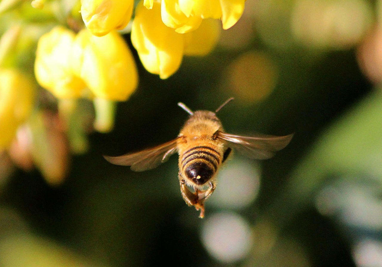 Picadas de abelha em pets leve seu bichinho imediatamente ao veterinário foto reprodução pixabay