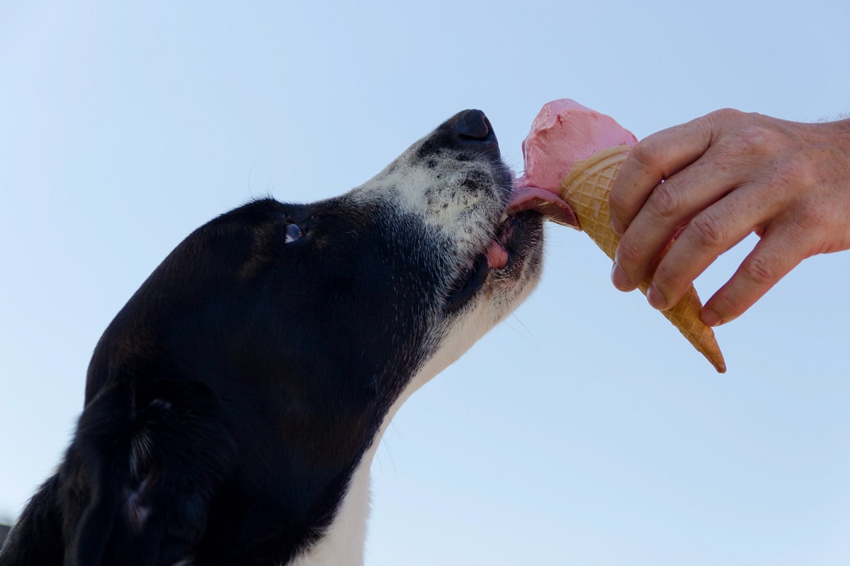 Sorvete para cachorros conheça três receitas para refrescar seu pet no verão - Reprodução do site Pexels
