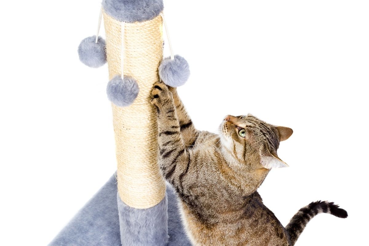 Como fazer brinquedos para gatos; ideias incríveis para entreter seu pet; confira passo a passo-Canva