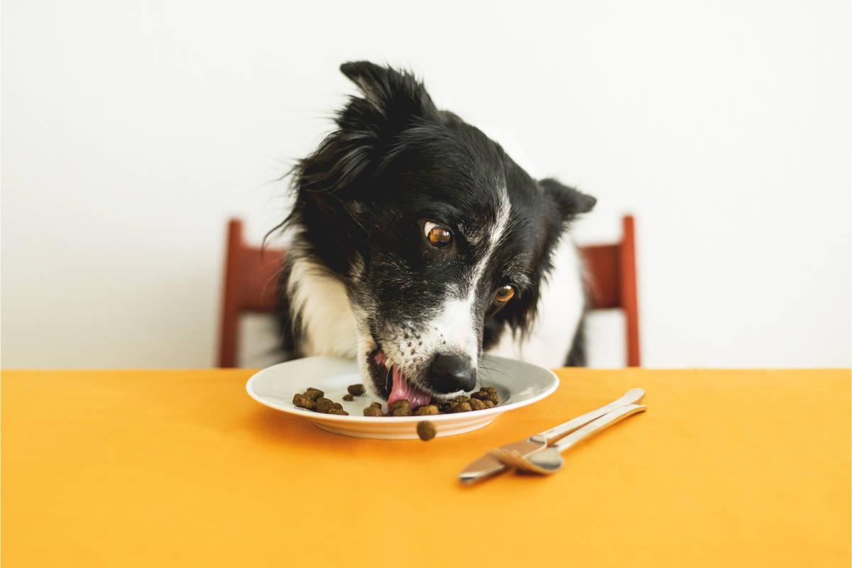 alimentos tóxicos para cachorros - Imagem Reprodução Canva