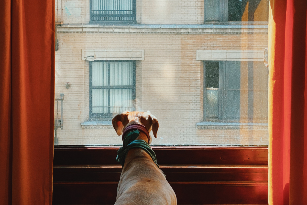 Cachorro em apartamento - Imagem Reprodução Canva