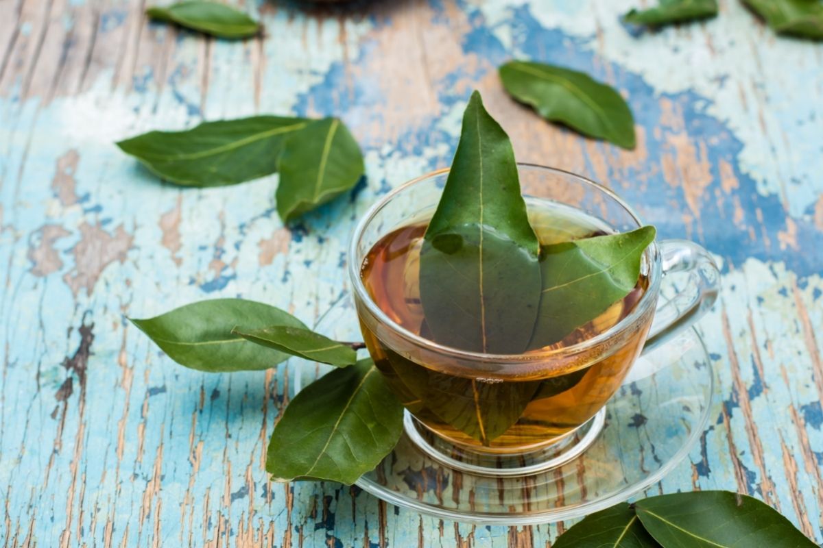 Chá de folha de louro: veja quais os seus benefícios e como fazer