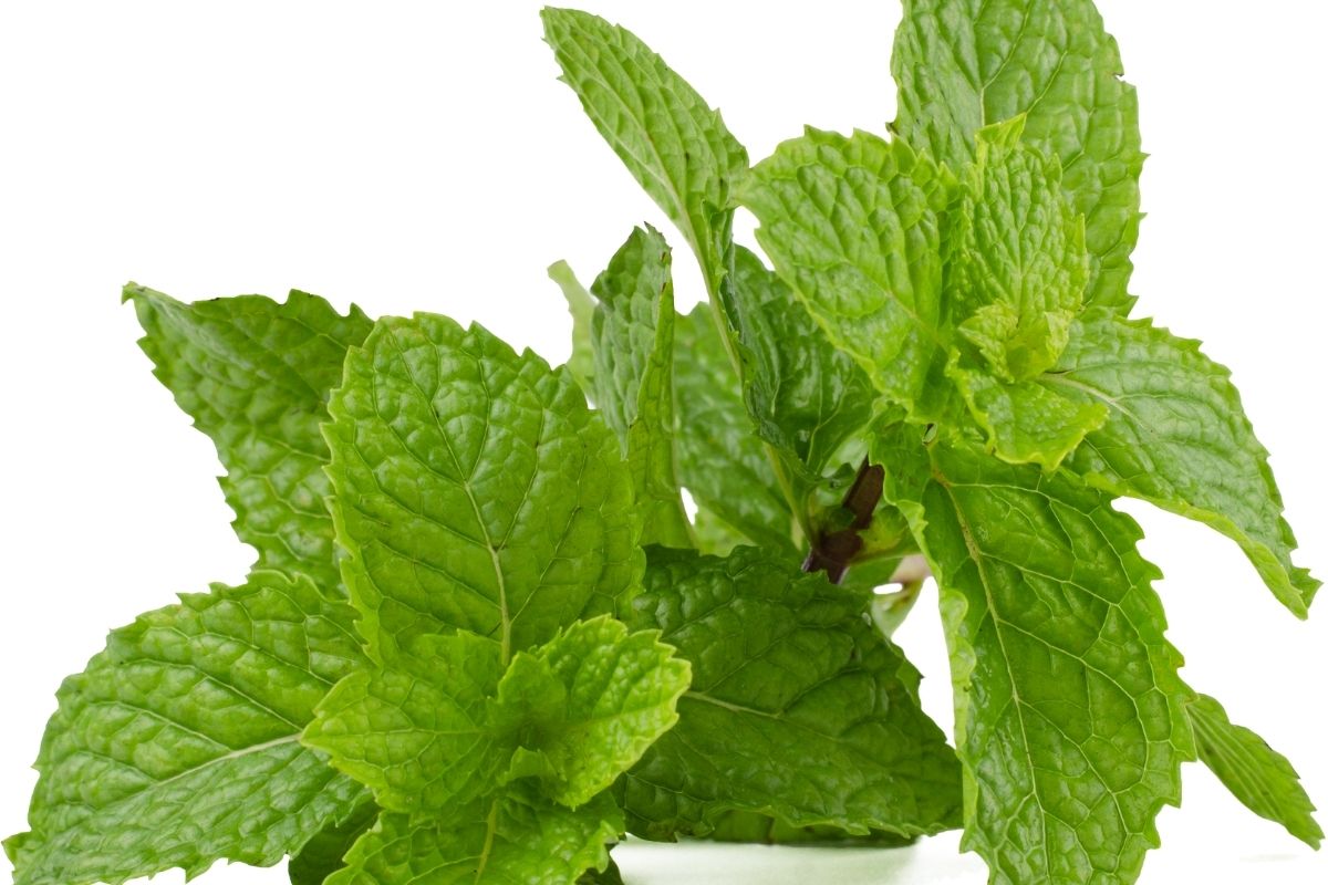 Minto Foylaris