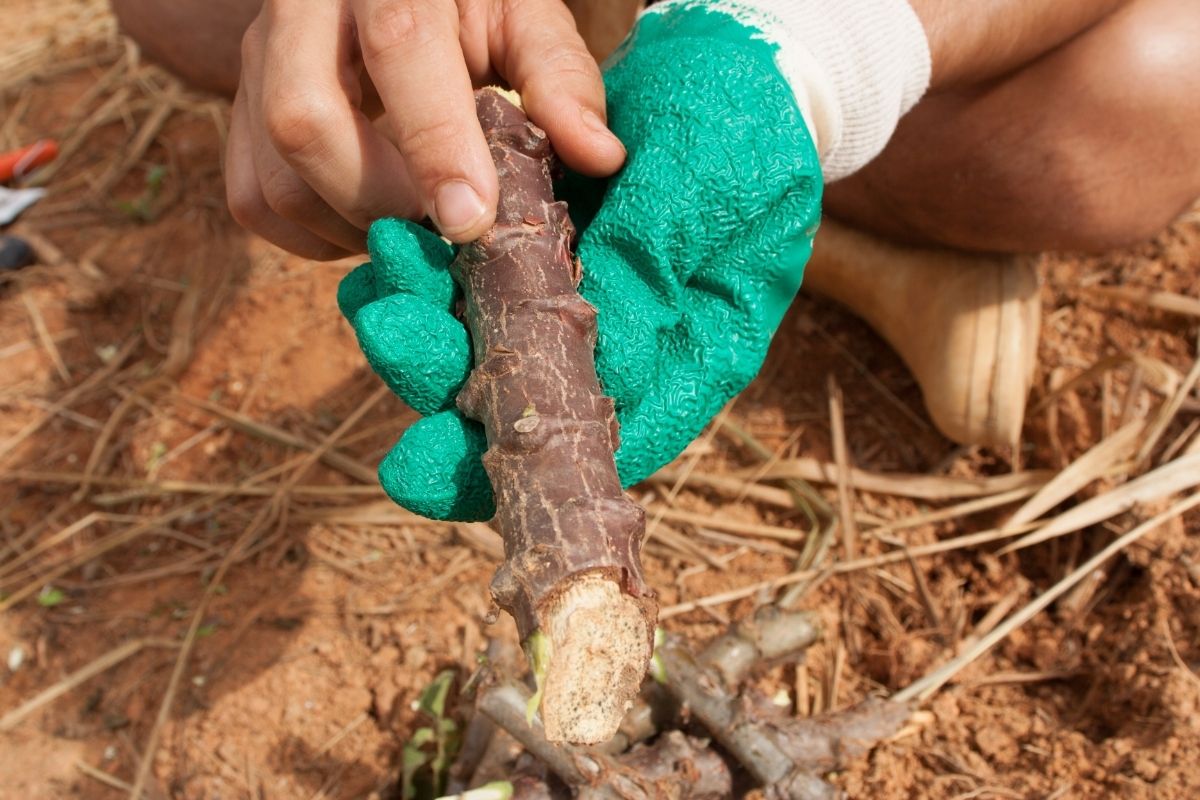 O segredo da mandioca supermacia; aprenda plantar e tenha uma verdadeira terapia natural-Canva