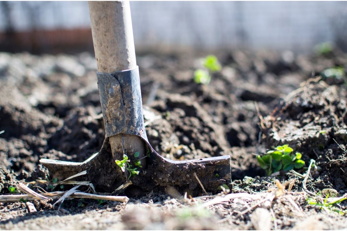 Quer fazer uma horta orgânica mas você não sabe preparar o solo? Confira como preparar o solo para plantio-Canva-