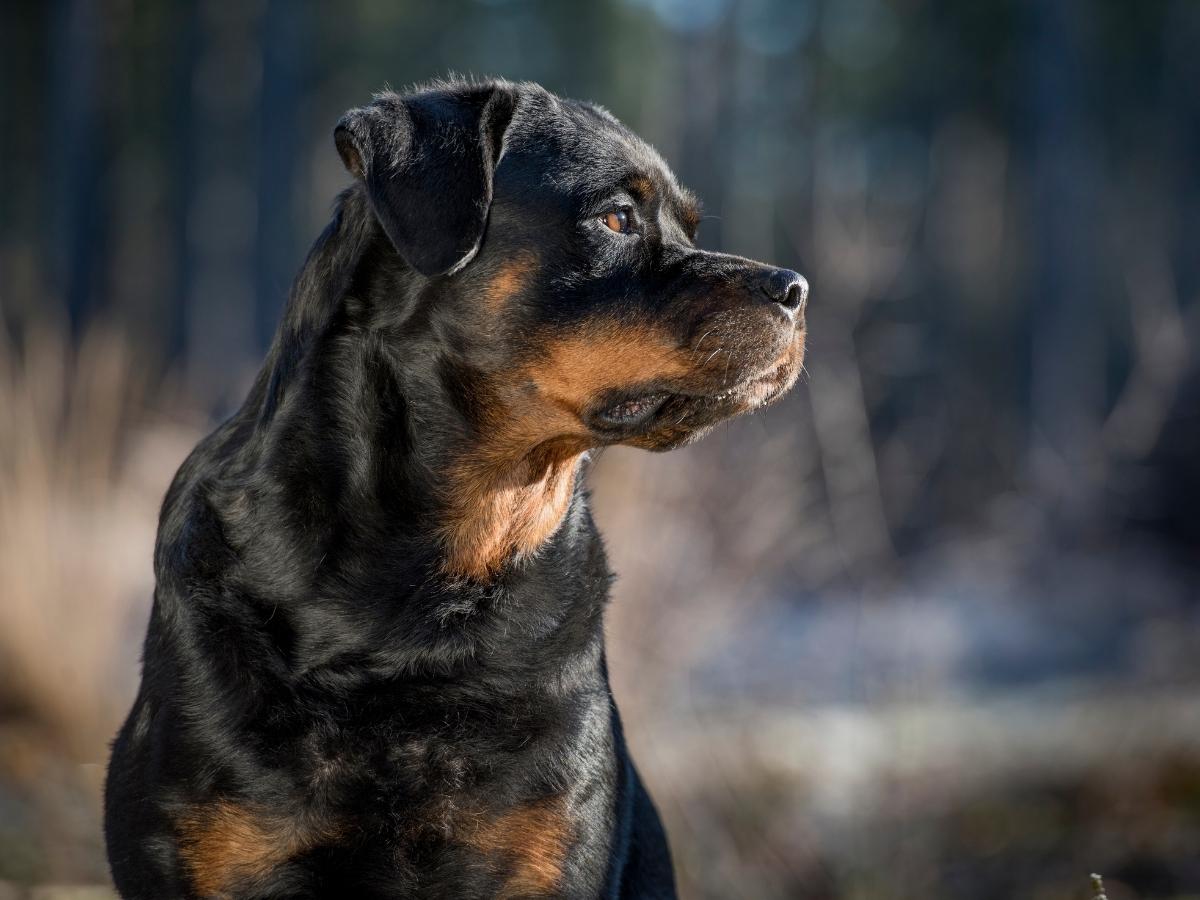 Rottweiler o que você precisa saber antes de adquirir um cão dessa raça foto reprodução canva