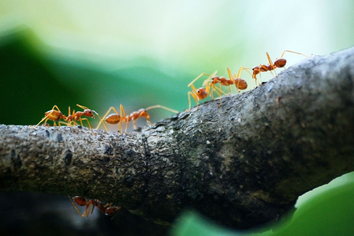 como espantar formigas de casa - reprodução do canva