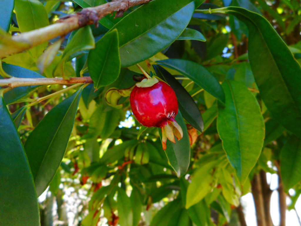 Frutas Do Cerrado Veja 4 Delas E Os Seus Benefícios 1304