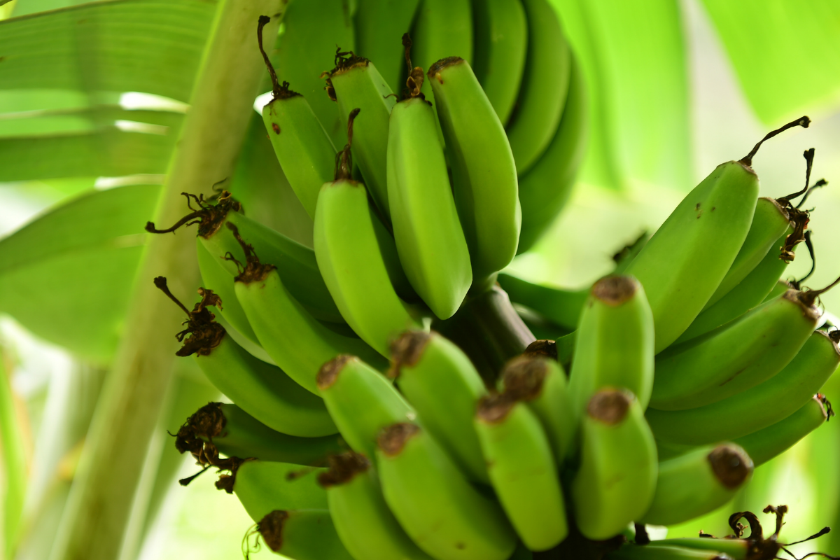 Plantar banana dá lucro