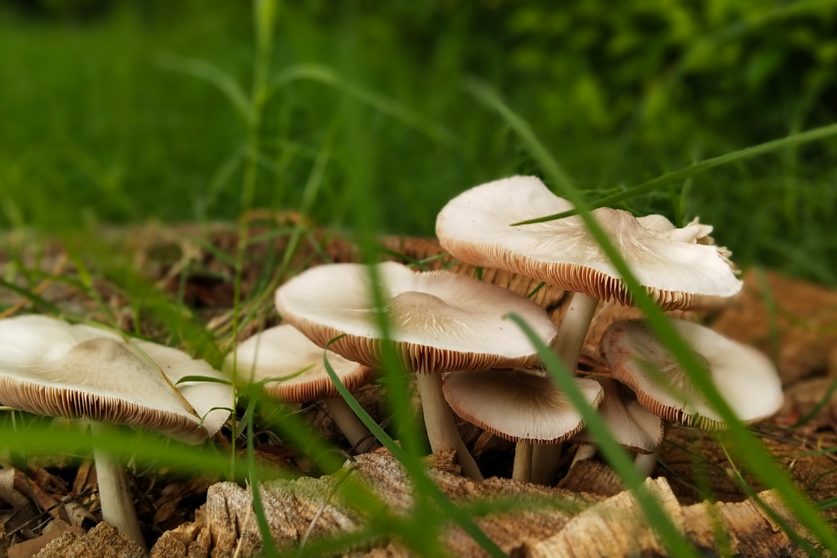 Quanto ganha um produtor de cogumelos