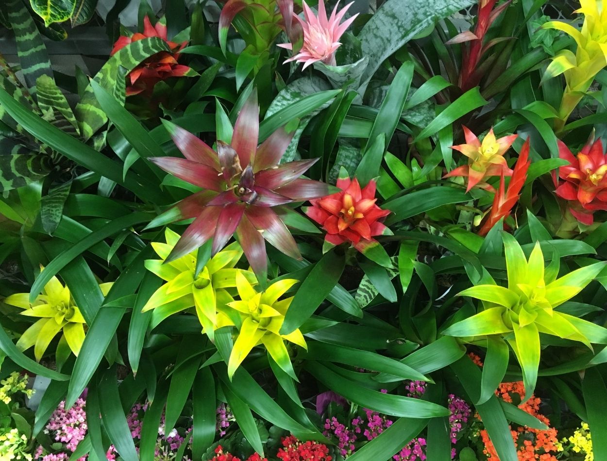 Como fazer um jardim tropical