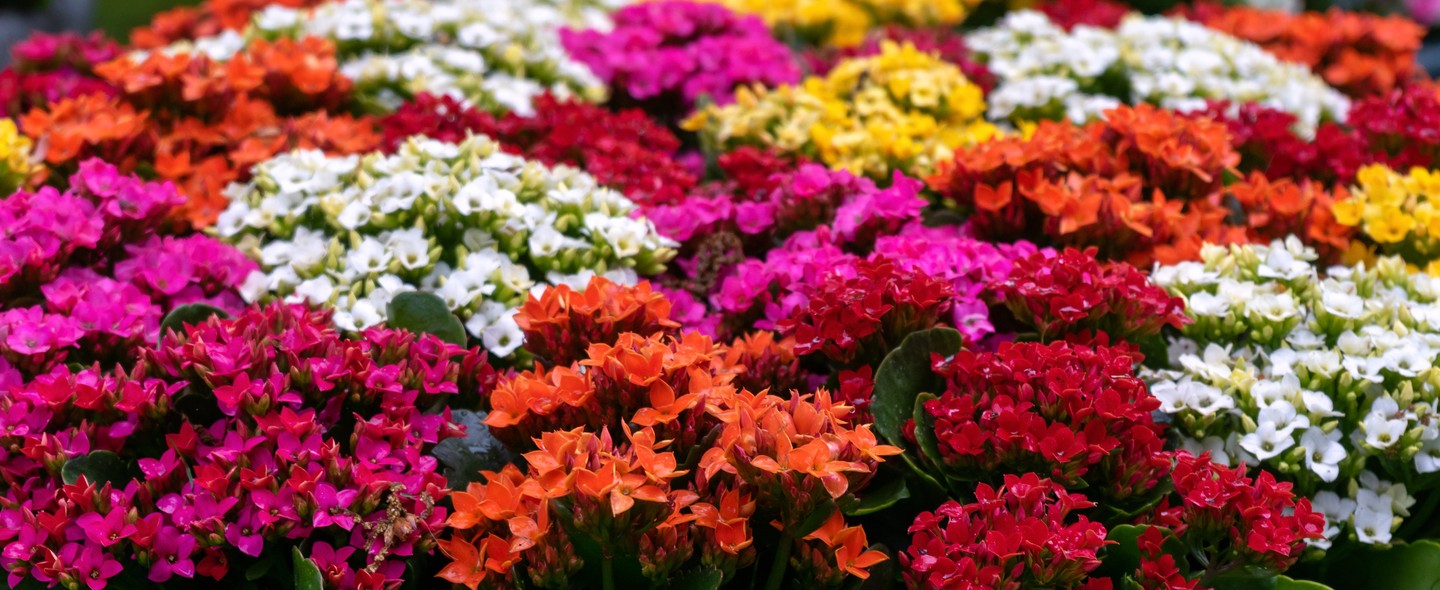 Saiba como cultivar Kalanchoe e ter a flor-da-fortuna em casa; confira dicas