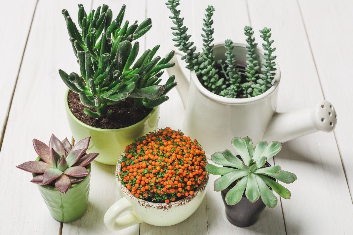 vasos para plantas saudáveis