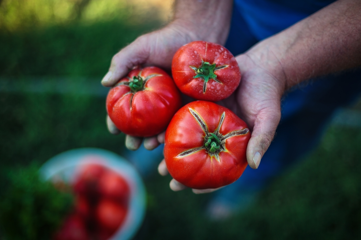 Confira os 5 erros ao plantar tomate que impedem o desenvolvimento da planta e evite-os