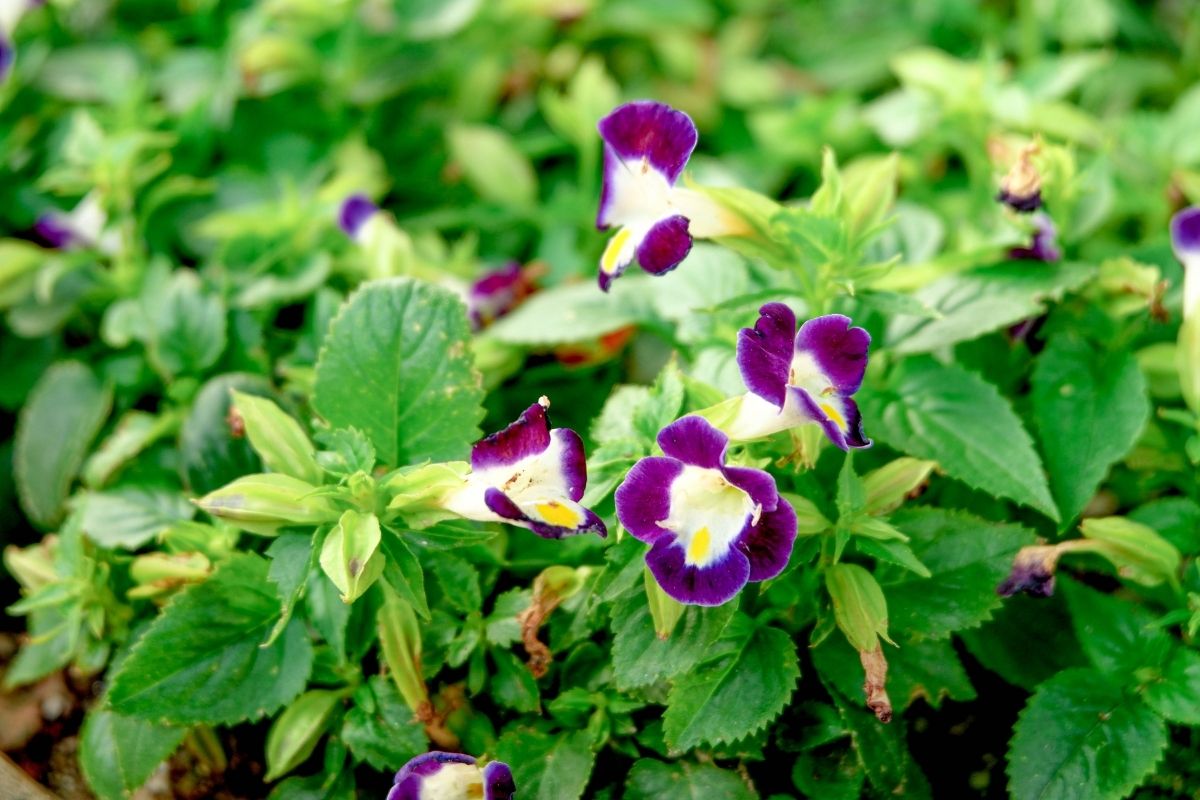 Veja as 5 flores que se dão bem em canteiros: deixe a sua casa mais florida e colorida; confira