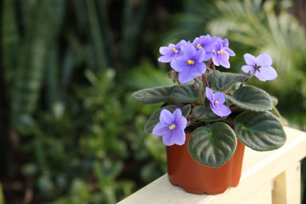 5 plantas que florescem o ano todo - Violeta Africana - Reprodução Canva Pro