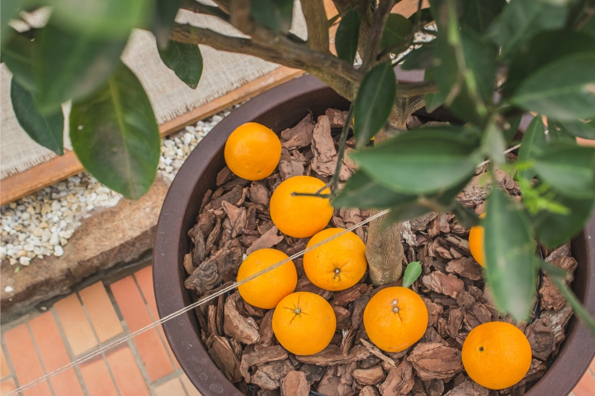 5 segredos para ter laranja docinha no vaso: confira as melhores dicas de cultivo agora mesmo