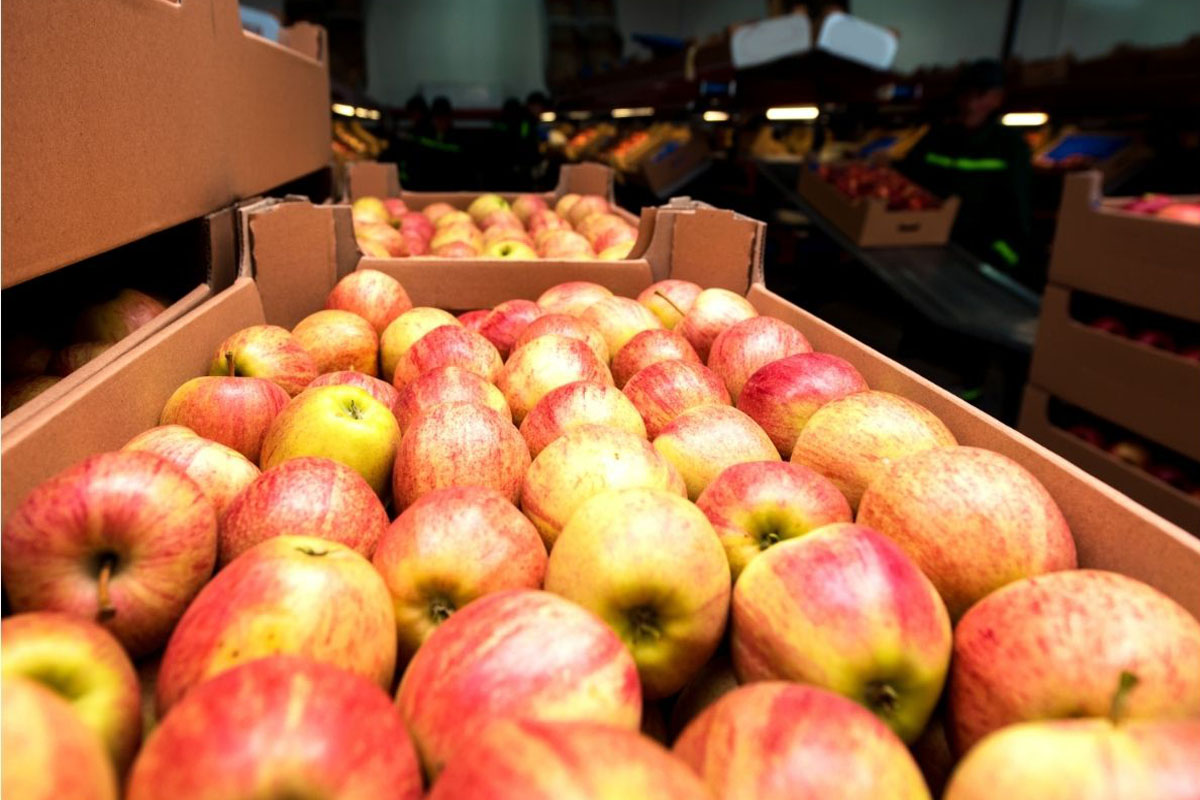 Aprenda como cultivar maçã 