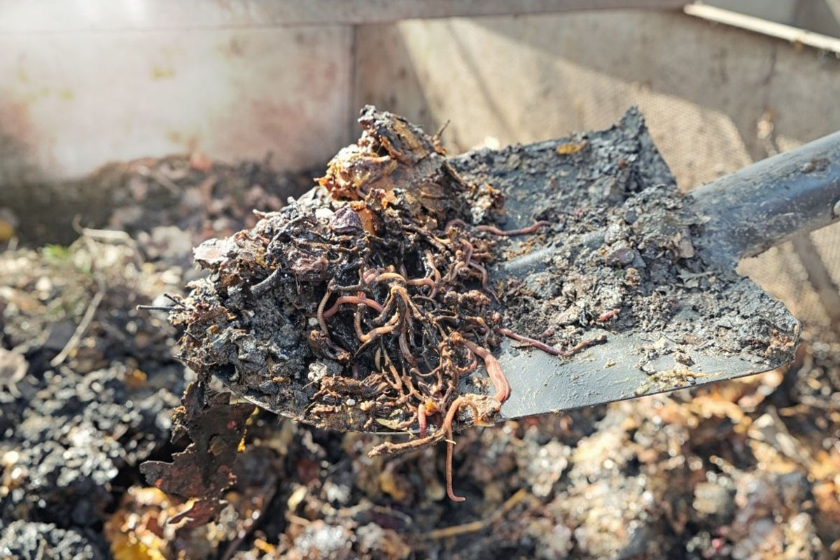 Aprenda como fazer adubo caseiro - Reprodução Canva Pro