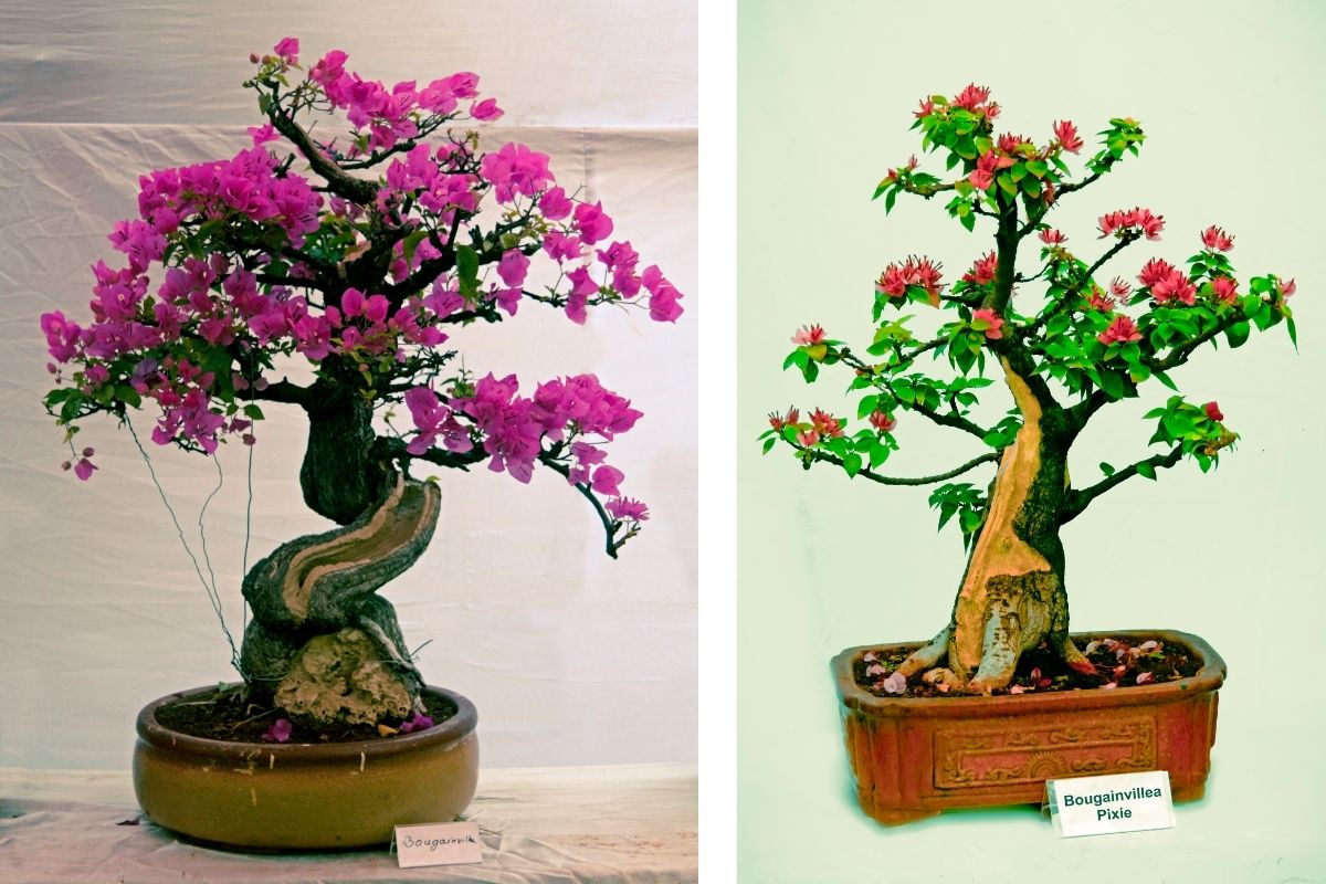 Bonsai de Buganvílias
