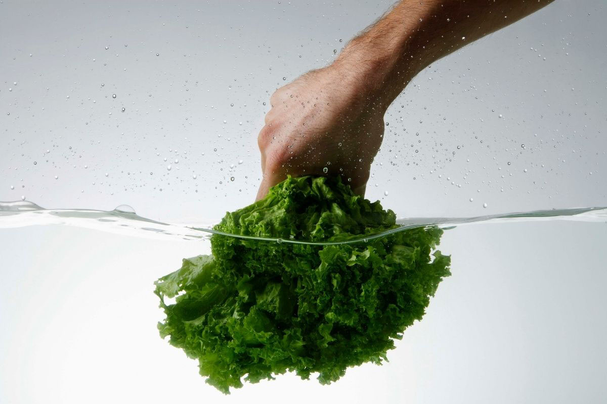 Como cultivar alface na água - Reprodução Canva Pro