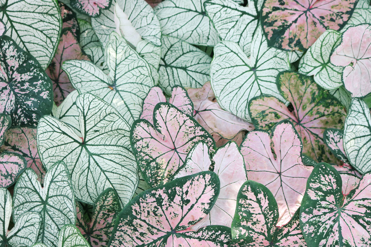 Como cultivar Caladium 3