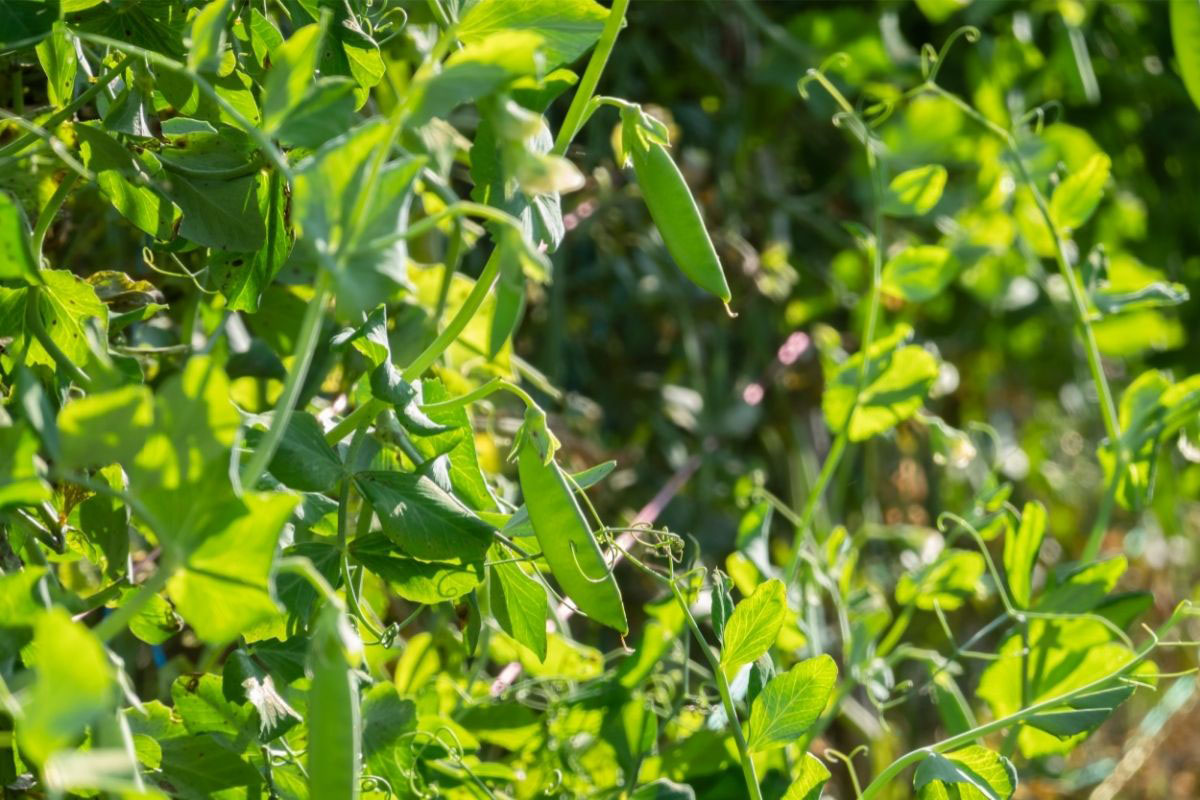 Como cultivar ervilha - Reprodução Canva Pro