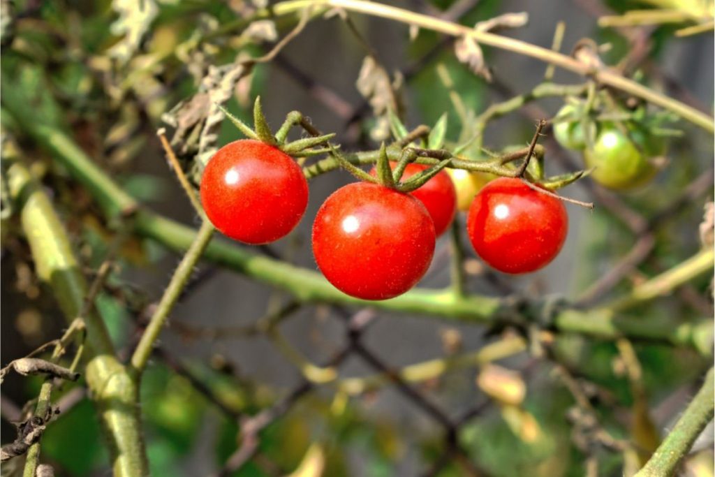 Como Cultivar Tomate Cereja No Vaso E Tenha Frutos O Ano Todo