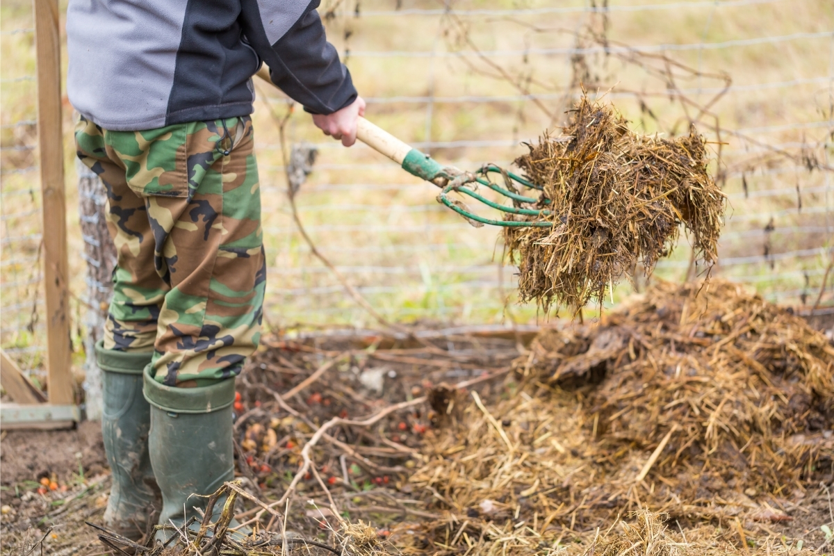 Como usar esterco corretamente para adubar plantas: veja dicas essenciais
