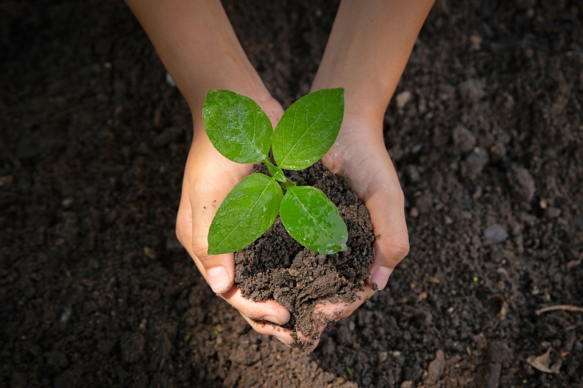 Como usar o substrato adequadamente? Confira dicas que vão deixar suas plantas agradecidas