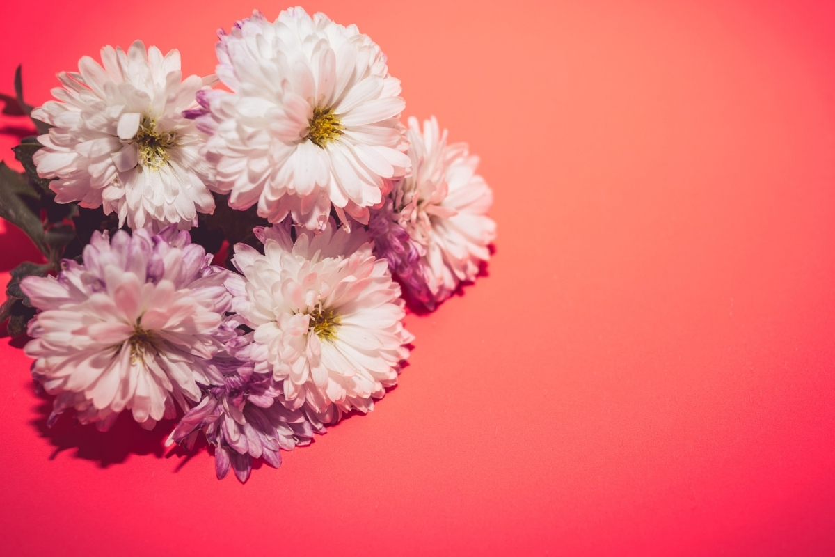 Por quê crisântemo é a flor mais escolhida para o dia de finados? Entenda o motivo agora mesmo