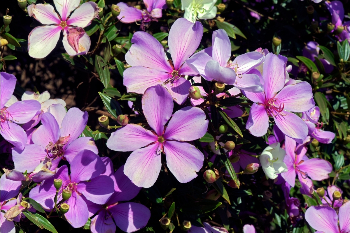 Qual o melhor adubo para Manacá da Serra? Confira agora mesmo