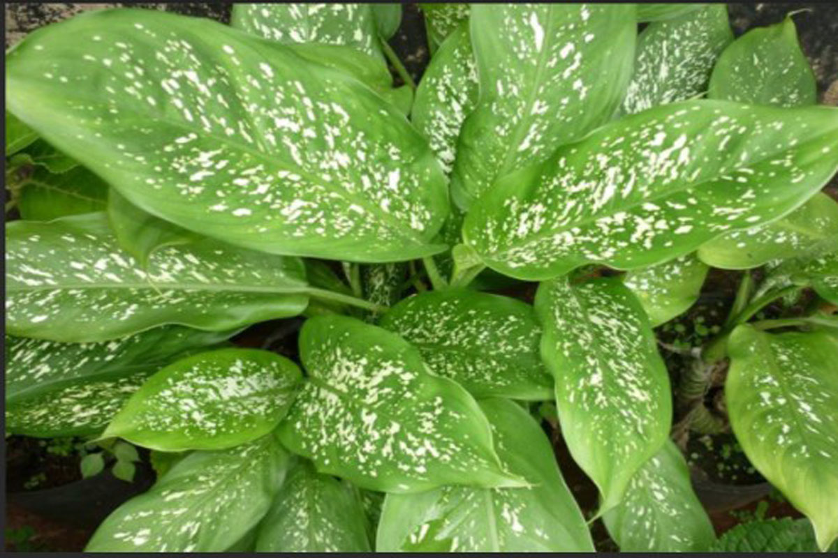 Saiba a origem dos mitos sobre a planta comigo-ninguém-pode (fêmea) - Reprodução Canva Pro