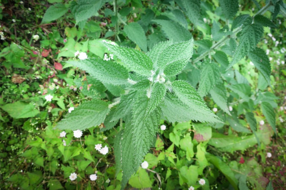 Saiba como evitar intoxicação de crianças por plantas