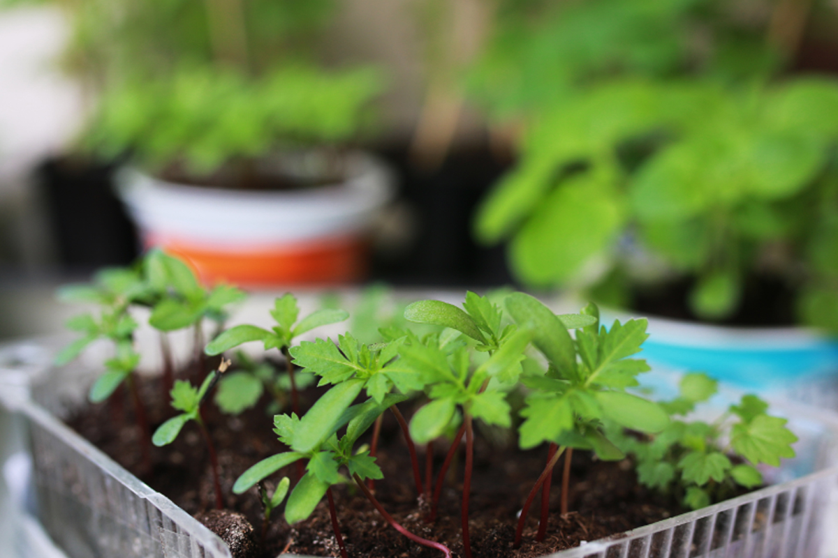 Veja como cultivar horta em pequenos espaços - Reprodução Canva Veja como cultivar horta em pequenos espaços - Reprodução Canva