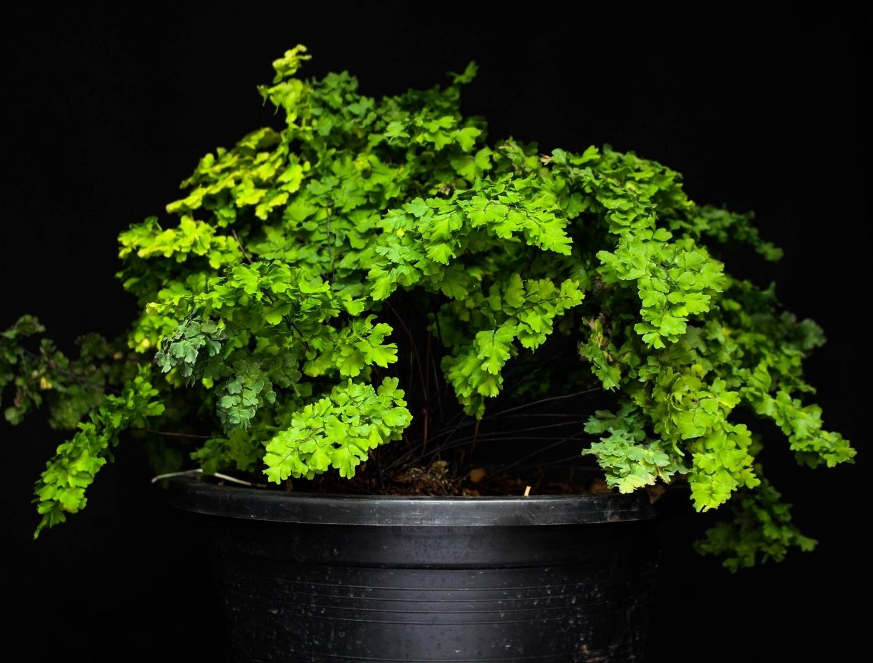 Descubra agora como cultivar avenca e ter sempre linda e cheia de folhas