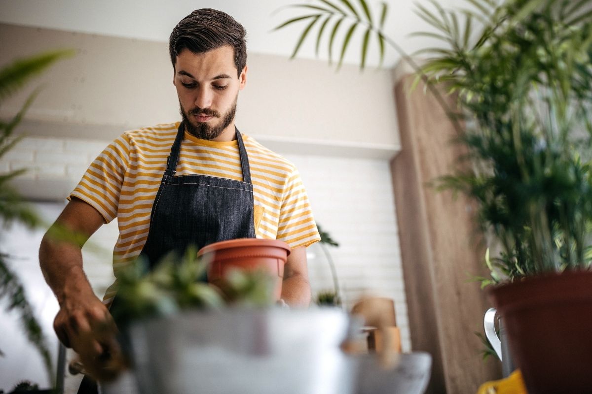 plantar fruta-do-milagre