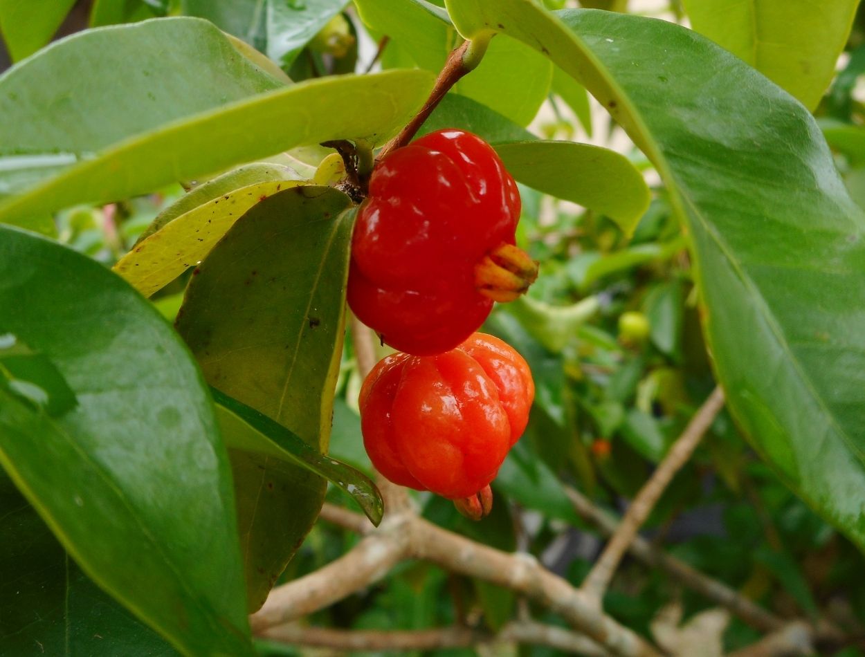 Veja como cultivar pitangas: frutinhas brilhantes, saborosas e adocicadas