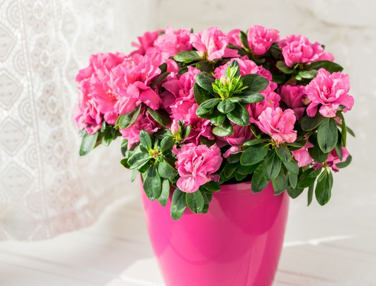 Cultive 5 plantas que florescem o ano todo e tenha o mais belo jardim