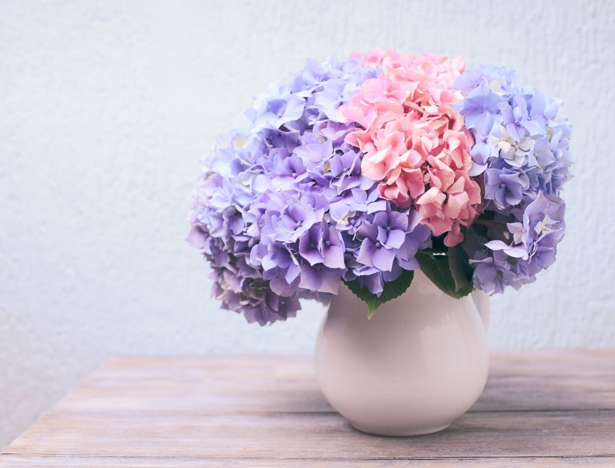 Cultive 5 plantas que florescem o ano todo e tenha o mais belo jardim