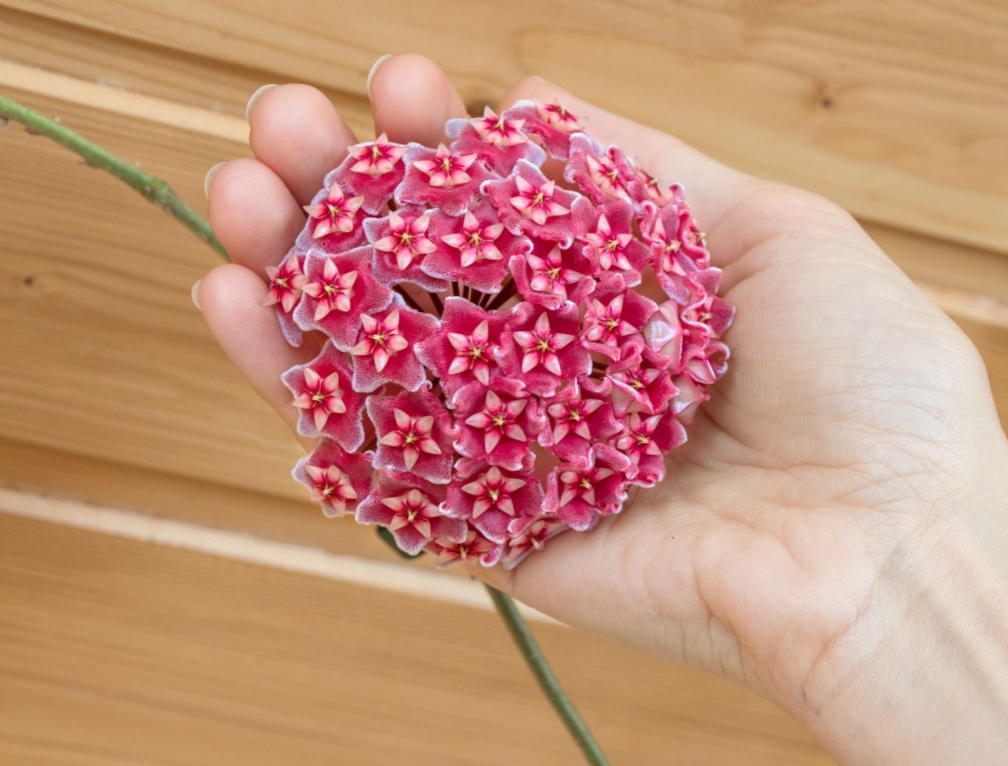 Como plantar Flor de Cera e ter seu jardim ainda mais bonito