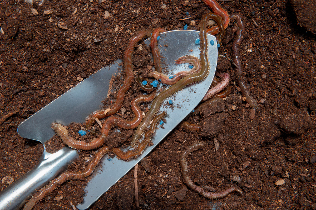 A importância das minhocas 2