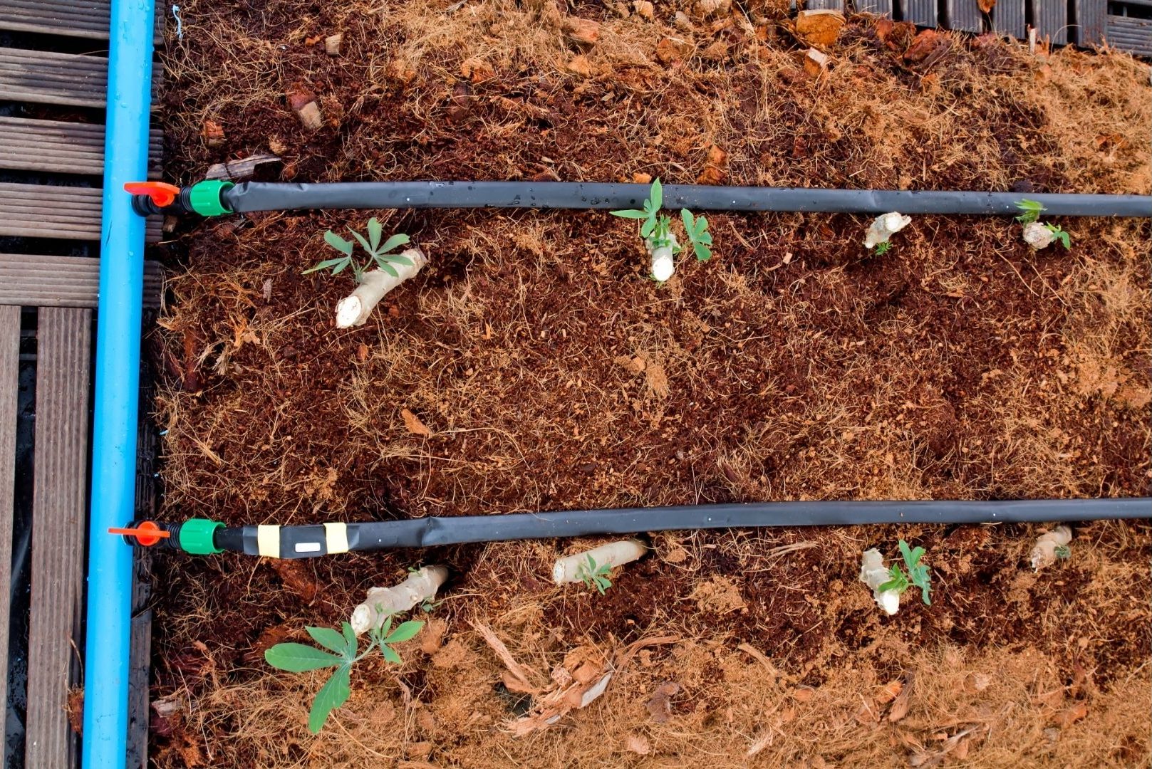 Como cultivar mandioca em casa: confira tudo sobre essa planta