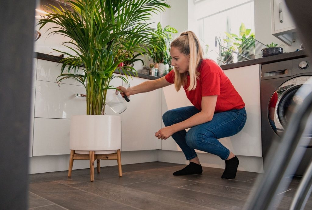 5 erros comuns na decoração com plantas: saiba quais são e como evitá-los