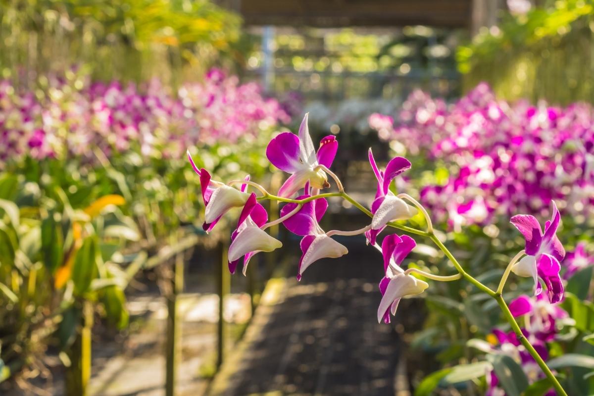 Confira agora mesmo 5 dicas para ter orquídeas com raízes abundantes! É imperdível; veja