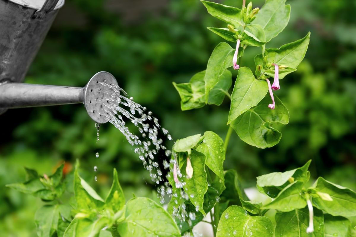 5 erros que destroem sua horta - Reprodução Canva Pró