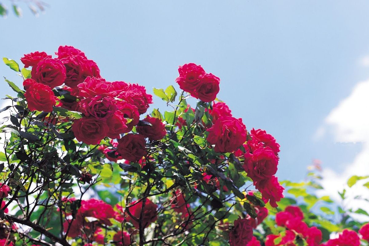 5 erros que podem destruir suas roseiras 