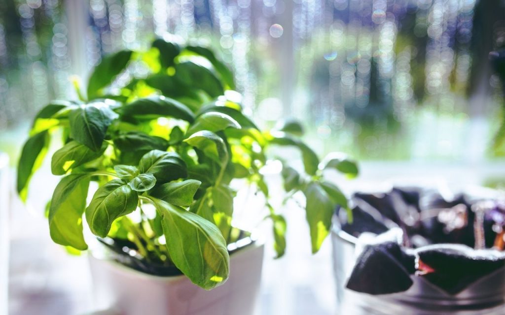 Como podar manjericão. Foto: Canva Pro.