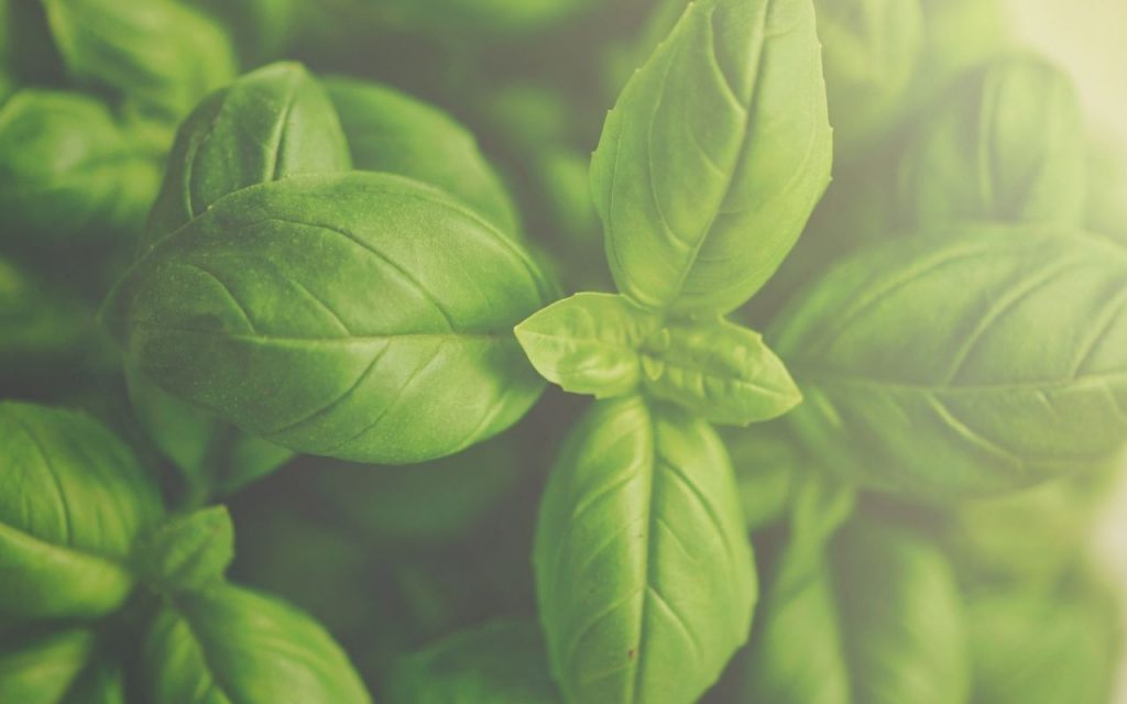 Como podar manjericão. Foto: Canva Pro